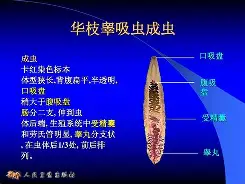 关于'v!<a href=