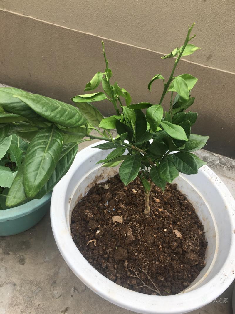 (づ的中文意思) (づ的中文意思)